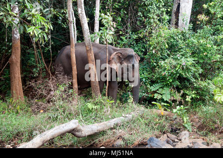 Sen Monorom Cambogia, elefante Asiatico muovendosi attraverso la giungla Foto Stock