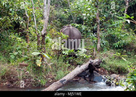 Sen Monorom Cambogia, vista posteriore di elefante asiatico a piedi nella foresta Foto Stock