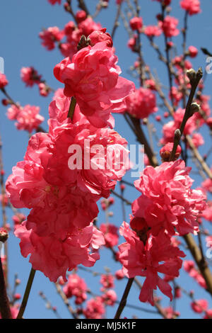 Fioritura PEACH BLOSSOM (tricolore) PRUNUS PERSICA Foto Stock