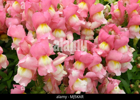 Antirrhinum è un genere di piante comunemente noto come dragon fiori o bocche di leone Foto Stock