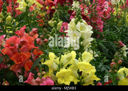 Antirrhinum è un genere di piante comunemente noto come dragon fiori o bocche di leone Foto Stock