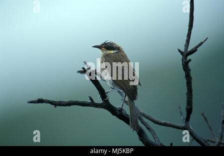 Il canto Honeyeater è un piccolo uccello trovato in Australia ed è parte della famiglia Honeyeater Meliphagidae, Foto Stock