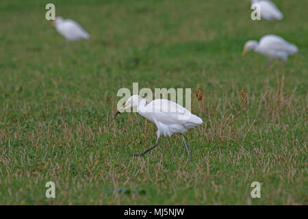 Guardabuoi alimentando in Italia con alcuni colori di allevamento latino Bubulcus ibis chiamato anche un buff-backed o airone guardabuoi Egretta garzetta o Foto Stock