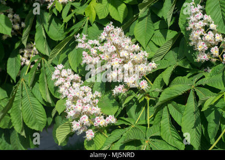 Fiori di castagno closeup sulla giornata di sole Foto Stock