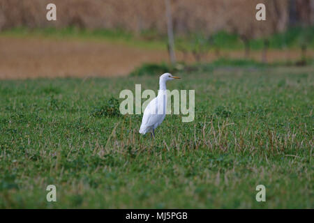 Guardabuoi alimentando in Italia con alcuni colori di allevamento latino Bubulcus ibis chiamato anche un buff-backed o airone guardabuoi Egretta garzetta o Foto Stock