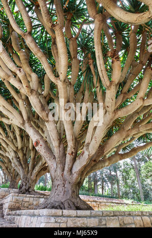 Albero nel Parco di Rothschild, Israele Foto Stock
