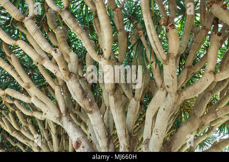 Albero nel Parco di Rothschild, Israele Foto Stock