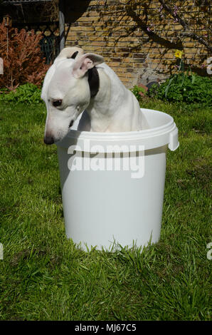 Bianco cane whippet si siede in una benna di bianco. Foto Stock