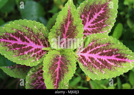 Insetto su Kong Rose Coleus foglie rosse pianta, Plectranthus scutellarioides (L.) R.Br., Lamiaceae, Coleo Foto Stock