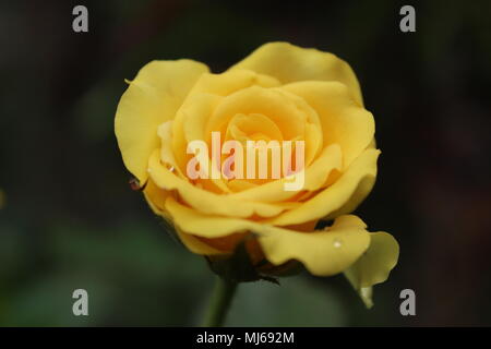 Romantic Unique Yellow Rose - specie: Rosa chinensis Jacq., Famiglia: Rosaceae, genere: Rosa, nomi comuni: Rosa bengala, rosa cinese, rosa cinese Foto Stock