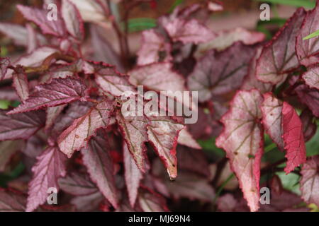 Foglie di colore rosa - Begonia rex Putz. (Begoniaceae), begonia a foglia dipinta Foto Stock