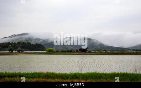 Nuvole basse sulle montagne dietro giapponese rurale campo di riso Foto Stock