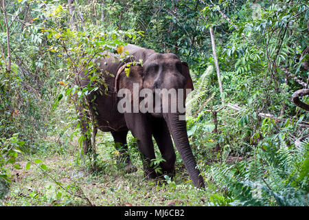 Sen Monorom Cambogia, cieco invecchiato elefante Asiatico camminare attraverso la foresta Foto Stock