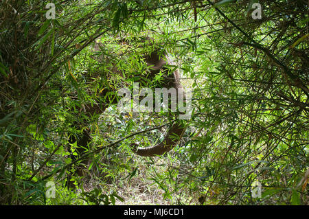 Sen Monorom Cambogia, elefante Asiatico nascosti nella foresta di bamboo Foto Stock