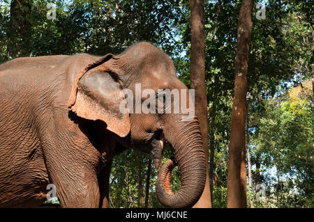 Sen Monorom Cambogia, bagnato elefante asiatico coperti di fango rosso Foto Stock