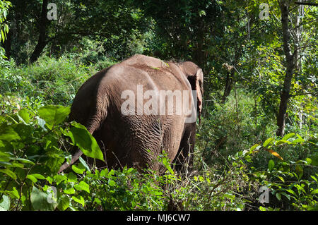 Sen Monorom Cambogia, elefante asiatico a piedi attraverso la giungla Foto Stock