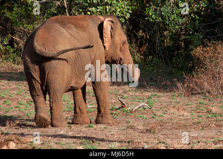 Sen Monorom Cambogia, elefante in piedi nella radura Foto Stock