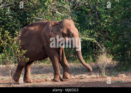 Sen Monorom Cambogia, elefante Asiatico emergente dalla foresta Foto Stock