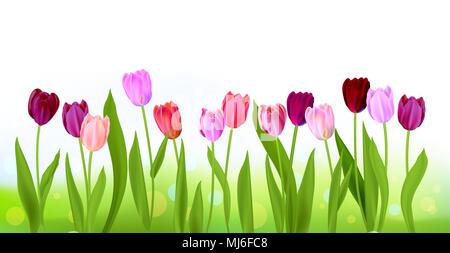 Tulip molla isolato di intestazione Illustrazione Vettoriale