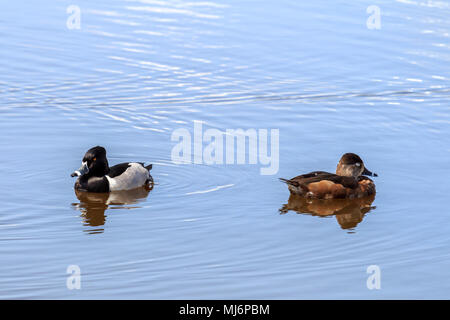 Maschio e femmina anatre Ring-Necked su un lago canadese Foto Stock