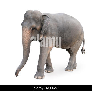 L'elefante indiano isolato su bianco Foto Stock