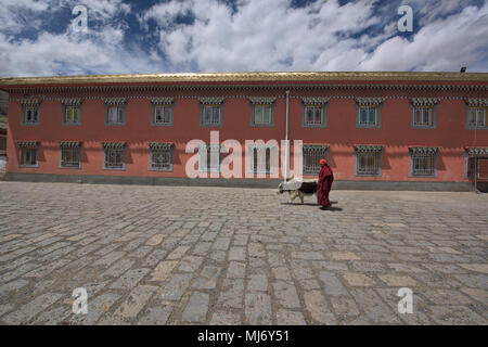 Monaco e yak nella parte anteriore del Tagong (Lhagang) Monastero, Tagong, Sichuan, in Cina Foto Stock