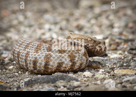 Bellissima Milos Viper, il serpente più rare in Europa ( Macrovipera lebetina schweizeri ) Foto Stock