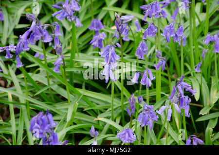 Piccolo gruppo di Bluebells nella foresta Foto Stock