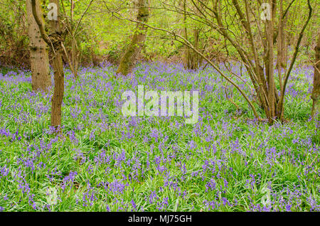 Ampio campo di Bluebells nella foresta Foto Stock