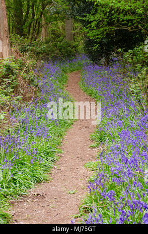 Percorso di foresta delimitata da Bluebells in primavera Foto Stock