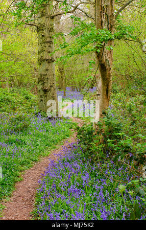 Il percorso nella foresta delimitata da Bluebells Foto Stock