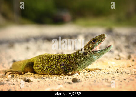 Maschio aggressivo ramarro pronto ad attaccare ( Lacerta viridis ) Foto Stock