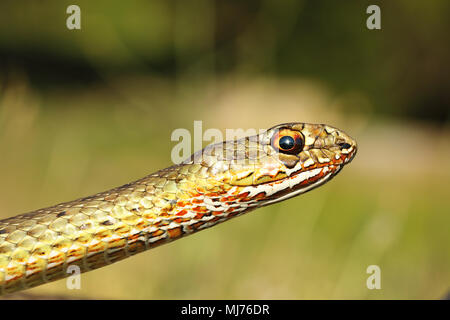 Ritratto di Montpellier Est snake ( Malpolon insignitus ) Foto Stock