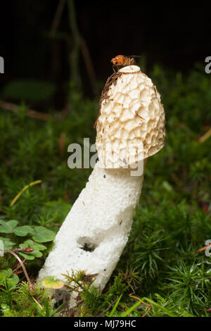 Un stinkhorn, Phallus impudicus, funghi che crescono in Hampshire England Regno Unito. Il fungo deriva il suo nome dal potente e odore sgradevole che produce Foto Stock