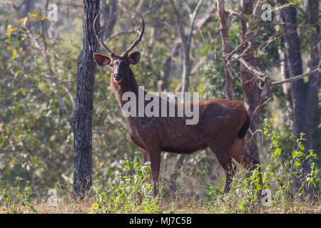 Un Sambar Stag nelle giungle di India Foto Stock