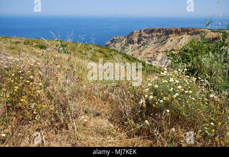 I fiori selvatici tra l'erba gialla in alto mare di Cape Espichel a Sesimbra, Portogallo Foto Stock