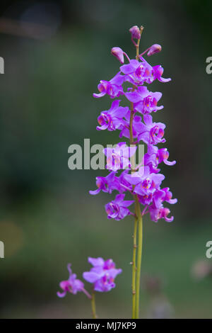 Doritis pulcherrima , giardino di orchidee in inverno o in primavera per la postcard bellezza e agricoltura idea concept design. Dendrobium orchid. Hybrid orchid. Foto Stock