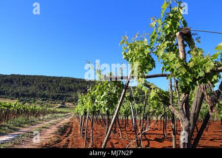 Puglia vigna - la vinificazione regione nella provincia di Bari, Italia. Foto Stock