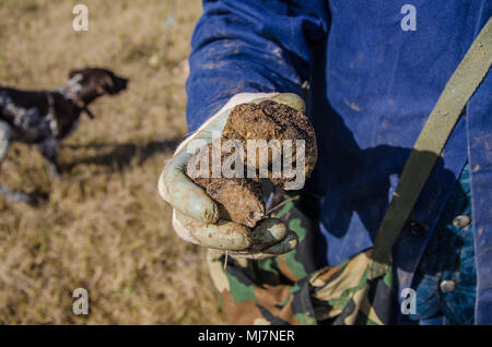 Appena foraged wild tartufi neri in Abruzzo, Italia con tartufo cane da caccia in background. Foto Stock
