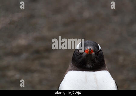 In prossimità della testa di un pinguino Gentoo (Pygoscelis papua) guardando dritto nella telecamera, Aticho Harbour, Antartide Foto Stock