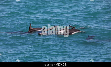 Un gruppo di wild dusky delfini (Lagenorhynchus obscurus) vicino a Kaikoura, Nuova Zelanda. Questi delfini sono presenti in grandi gruppi e sono noti per la loro Foto Stock