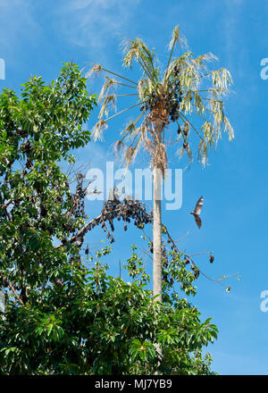 Spectacled volpi volanti sono ' appollaiati in alberi nel centro di Cairns. North Queensland, Australia Foto Stock