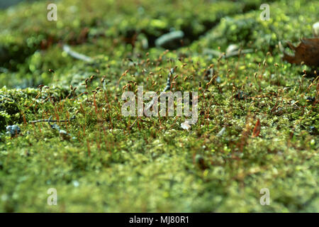 Deep Forest closeup. Luce luce closeup moss. Foto Stock