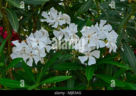 Close up Nerium 0leander white crescente selvatici nella campagna di Cipro Foto Stock