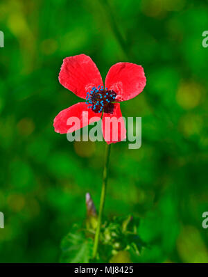 Close up di Papaver hybridum approssimativa coltivazione di papavero selvaggio nella campagna di Cipro Foto Stock