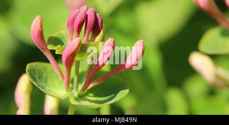 Le gemme di Lonicera caprifolium, il Woodbine italiano. Foto Stock