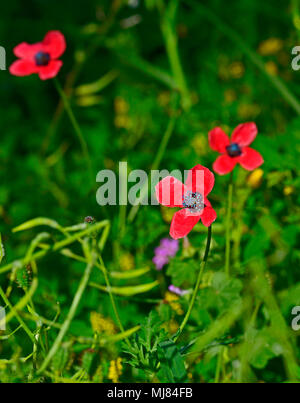 Close up di Papaver hybridum approssimativa coltivazione di papavero selvaggio nella campagna di Cipro Foto Stock