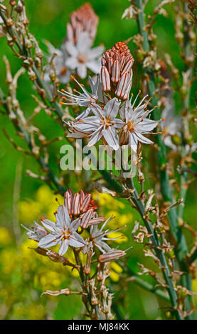 Close up Asphodelus aestivate crescente selvatici nella campagna di Cipro Foto Stock