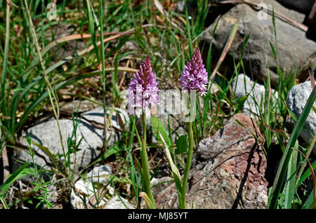 Close up Anacamptis pyramidalis, piramidale orchidea selvatica nella campagna di Cipro Foto Stock