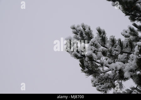 Pino in inverno con neve Foto Stock